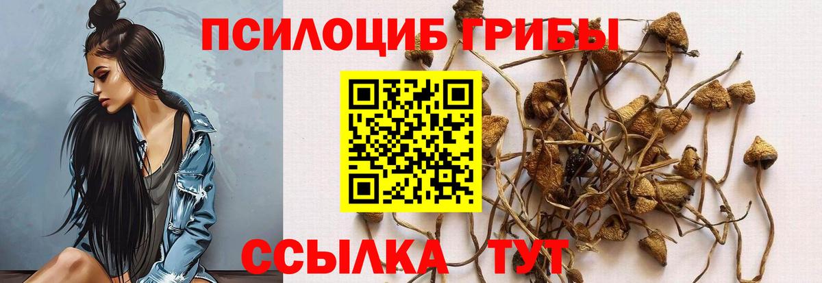 Псилоцибиновые грибы GOLDEN TEACHER Курчалой